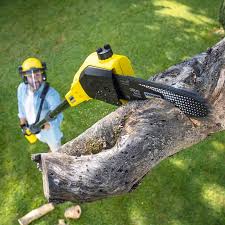 Best Grass Overseeding  in Resaca, GA