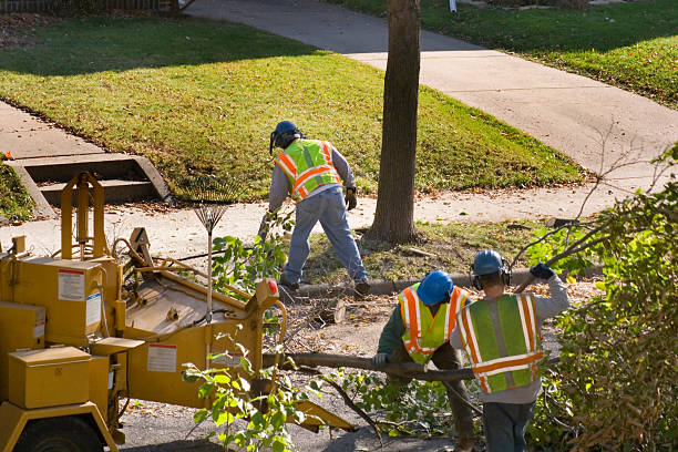 Best Lawn Renovation and Restoration  in Resaca, GA
